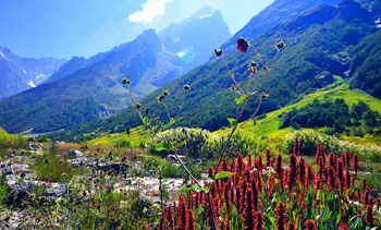 Blooming flowers in September at the valley of flowers between Himalayas and zanskar range.